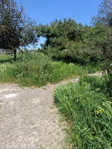 Complesso Agave tra le erbacce. “Basta rinvii”, Rotundo incalza il Comune sul verde abbandonato - Corriere Salentino