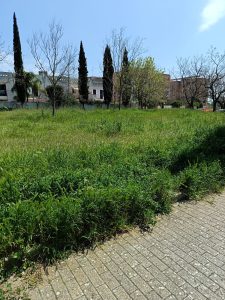 Complesso Agave tra le erbacce. “Basta rinvii”, Rotundo incalza il Comune sul verde abbandonato - Corriere Salentino