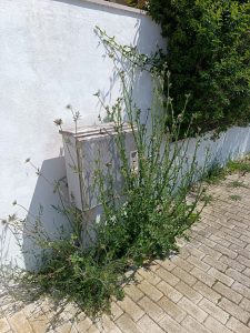 Complesso Agave tra le erbacce. “Basta rinvii”, Rotundo incalza il Comune sul verde abbandonato - Corriere Salentino