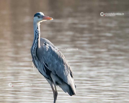 Fauna del Salento: Airone Cenerino - Corriere Salentino