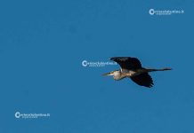 Ambiente - Corriere Salentino