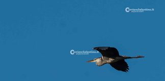 Home - Corriere Salentino