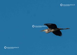 Fauna del Salento: Airone Cenerino