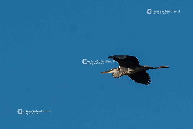 Fauna del Salento: Airone Cenerino - Corriere Salentino