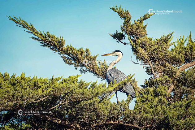 Fauna del Salento: Airone Cenerino - Corriere Salentino