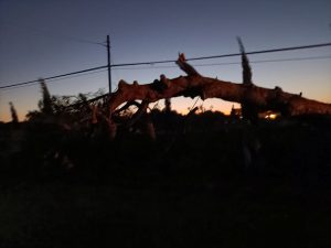 Collassano altri alberi a Lecce, uno si piega su un palazzo di via Siracusa. Un crollo a Frigole e uno vicino al cimitero - Corriere Salentino