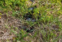 Attualità - Corriere Salentino