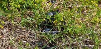 Home - Corriere Salentino