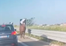 Cronaca - Corriere Salentino