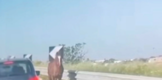 Home - Corriere Salentino