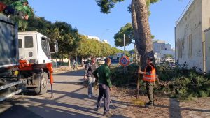 Collassano altri alberi a Lecce, uno si piega su un palazzo di via Siracusa. Un crollo a Frigole e uno vicino al cimitero - Corriere Salentino