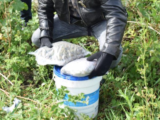 Blitz interforze al campo Panareo: oltre 100 uomini e mezzi impegnati, sequestrate droga e una pistola - Corriere Salentino
