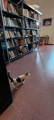 Silenzio, ci sono i piccoli: fiocco rosa tra gli scaffali della biblioteca di Presicce - Corriere Salentino