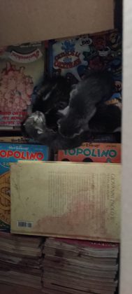 Silenzio, ci sono i piccoli: fiocco rosa tra gli scaffali della biblioteca di Presicce - Corriere Salentino