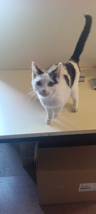 Silenzio, ci sono i piccoli: fiocco rosa tra gli scaffali della biblioteca di Presicce - Corriere Salentino