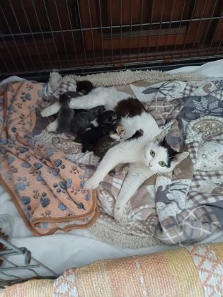 Silenzio, ci sono i piccoli: fiocco rosa tra gli scaffali della biblioteca di Presicce - Corriere Salentino