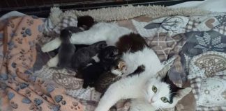 Home - Corriere Salentino