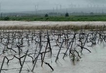 Maltempo, piogge torrenziali e allagamenti: campagne in ginocchio Attualità - Corriere Salentino