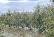 Ambiente - Corriere Salentino