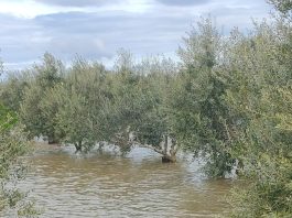 Ambiente - Corriere Salentino