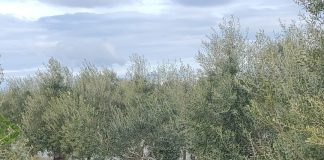 Home - Corriere Salentino