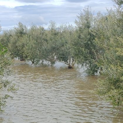 Maltempo, agricoltura in ginocchio. Chiesto lo stato di calamità - Corriere Salentino