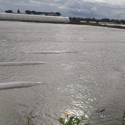 Maltempo, agricoltura in ginocchio. Chiesto lo stato di calamità - Corriere Salentino
