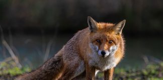 Home - Corriere Salentino