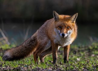 La fauna del Salento: La volpe