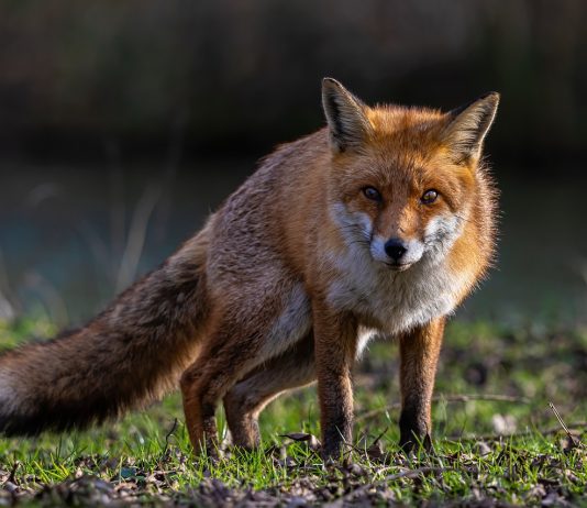 La fauna del Salento: La volpe