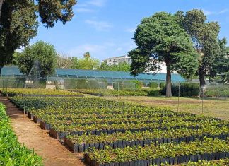 Fai per la Biodiversità, sabato il Vivaio forestale regionale ARIF Puglia aprirà per la prima volta i suoi cancelli al pubblico