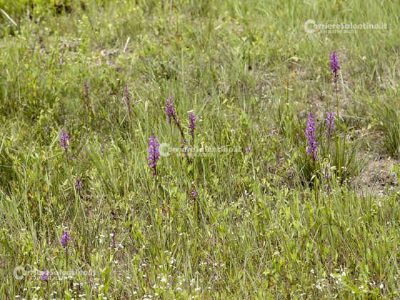 Flora e vegetazione del Salento: L’Anacamptis palustris - Corriere Salentino