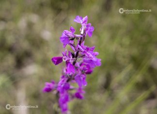 Flora e vegetazione del Salento: L’Anacamptis palustris