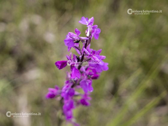 Flora e vegetazione del Salento: L’Anacamptis palustris - Corriere Salentino