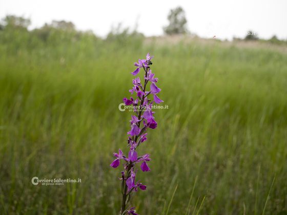 Flora e vegetazione del Salento: L’Anacamptis palustris - Corriere Salentino