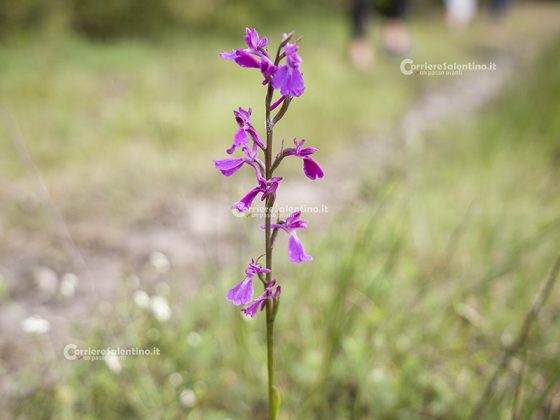 Flora e vegetazione del Salento: L’Anacamptis palustris - Corriere Salentino