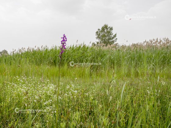 Flora e vegetazione del Salento: L’Anacamptis palustris - Corriere Salentino