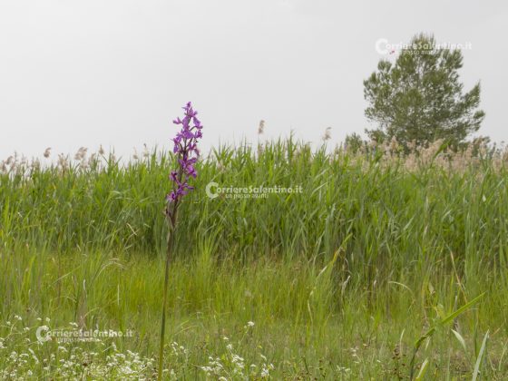 Flora e vegetazione del Salento: L’Anacamptis palustris - Corriere Salentino