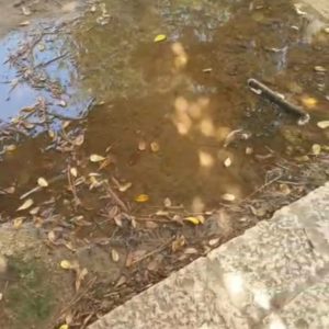 Pozzanghere sospette in piazza Vittorio Emanuele II, i residenti scrivono al Comune: “Da mesi segnaliamo una perdita d’acqua” - Corriere Salentino