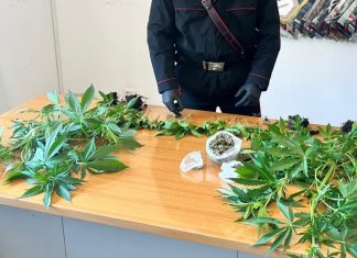 Arrestato con 20 piante di marijuana: torna libero dopo l’udienza