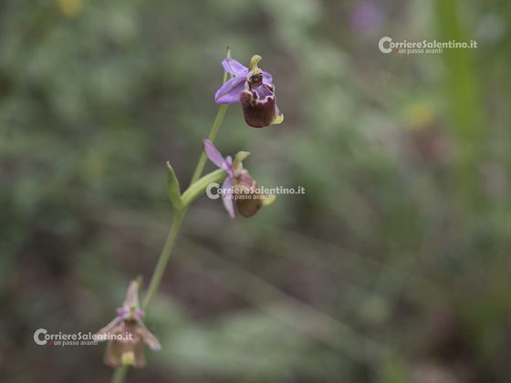 Flora e vegetazione del Salento: ofride di Creta - Corriere Salentino