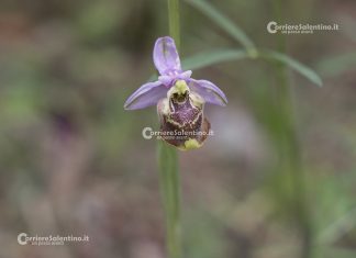 Flora e vegetazione del Salento: ofride di Creta