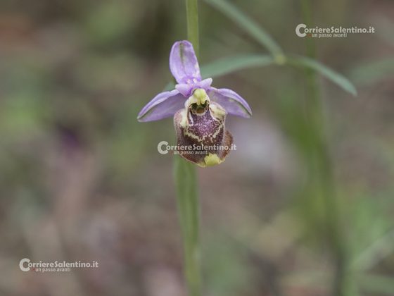 Flora e vegetazione del Salento: ofride di Creta - Corriere Salentino