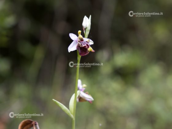 Flora e vegetazione del Salento: ofride di Creta - Corriere Salentino