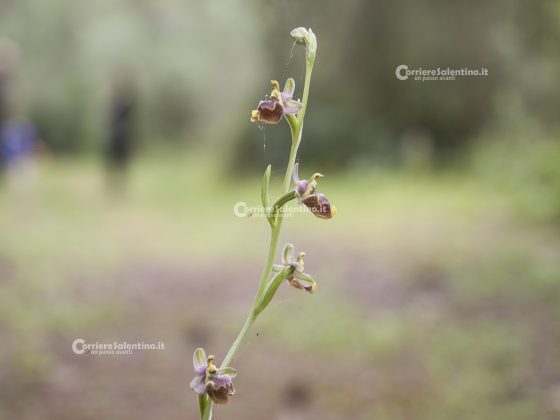 Flora e vegetazione del Salento: ofride di Creta - Corriere Salentino