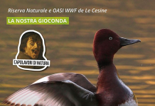 Ambiente - Corriere Salentino