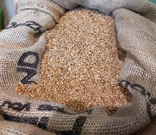 Grano duro, CIA Puglia: “Ok l’incremento di produzione, ma la vera questione è il prezzo”