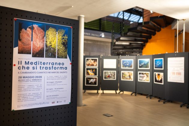 Una tartaruga del Miocene torna a nuotare nel Salento: la sorpresa al Maus in occasione dell'inaugurazione della mostra "Il mediterraneo si trasforma" - Corriere Salentino