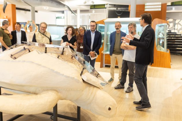 Una tartaruga del Miocene torna a nuotare nel Salento: la sorpresa al Maus in occasione dell'inaugurazione della mostra "Il mediterraneo si trasforma" - Corriere Salentino