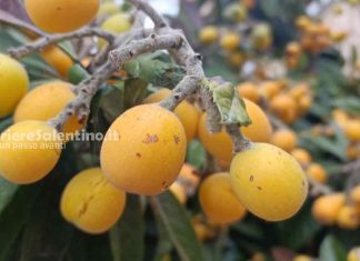 Eccellenze gastronomiche salentine: le Nespole